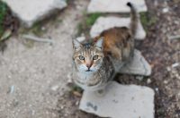 Đir po gradu, subotnja špica 10.1.2025. macke