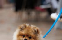 Đir po gradu, subotnja špica, 15. 11. 2025.