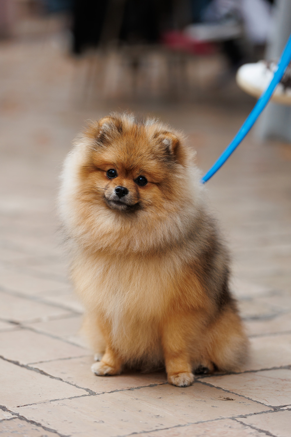 Đir po gradu, subotnja špica, 15. 11. 2025.