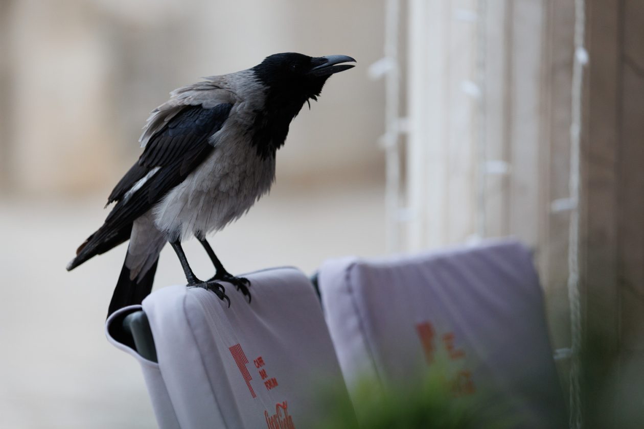 Đir po gradu, subotnja špica 22. studenog 2025.