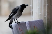 Đir po gradu, subotnja špica 22. studenog 2025.