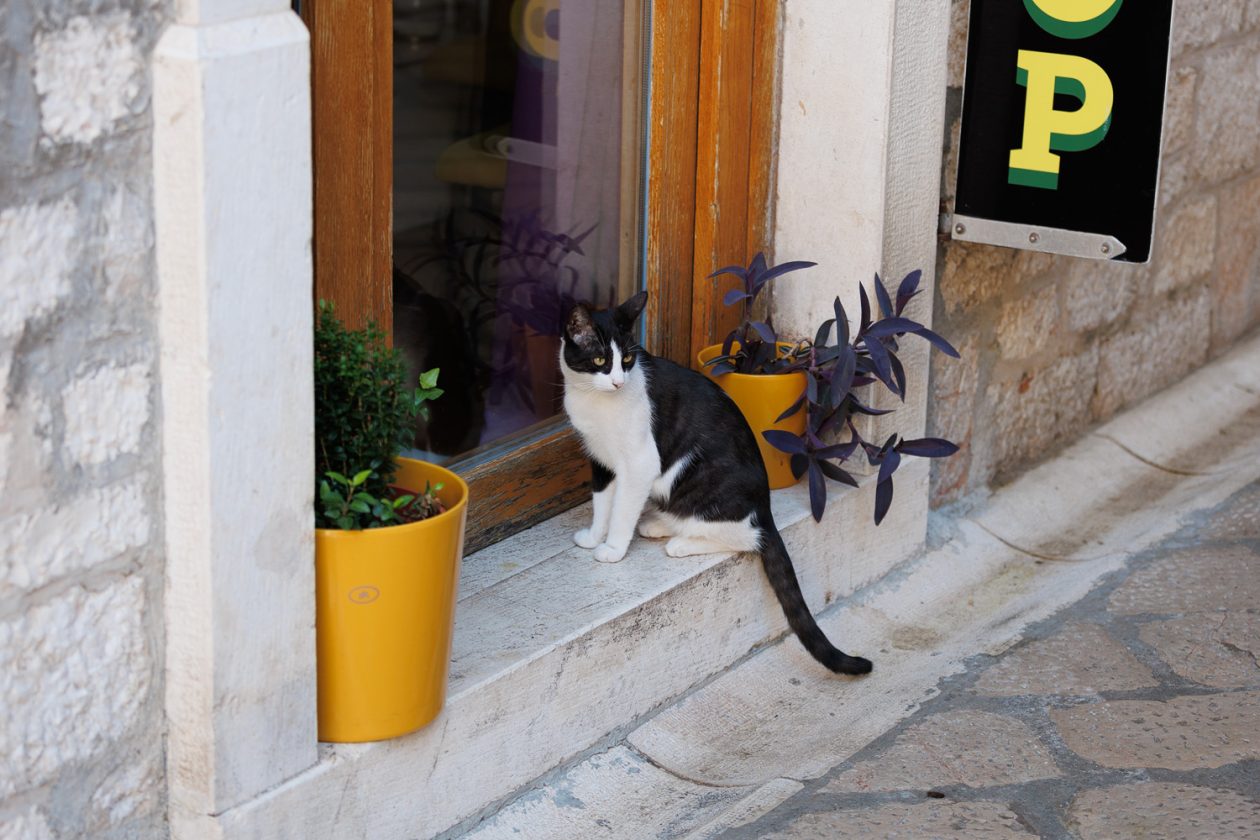 Đir po gradu, 25. kolovoza 2025.