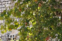 Đir po gradu, 25. kolovoza 2025.