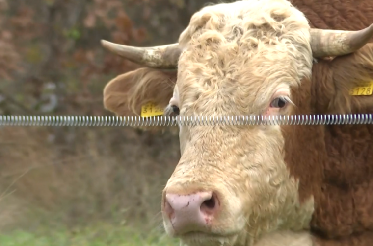 Bik u gračacu Bik u gračacu