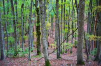 šuma hrast sveto brdo velebit