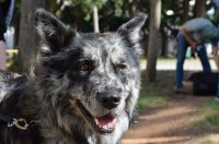 Daj tapu 2025_ Poljoprivredna, prehrambena i veterinarsk atkola Stanka Oºaniåa, Zadar (3)