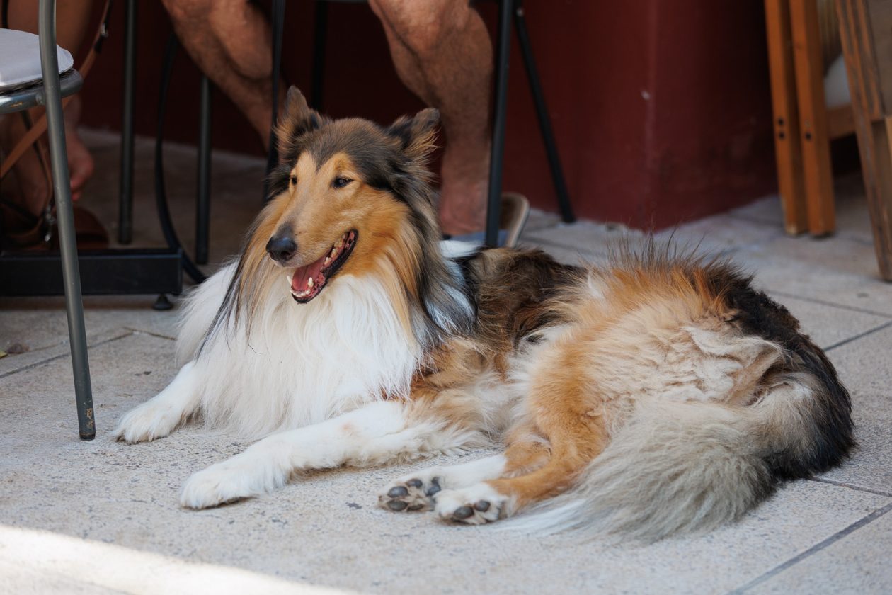 Đir po gradu, 11. kolovoza, 2025 (25)