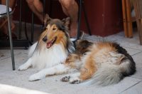 Đir po gradu, 11. kolovoza, 2025 (25)