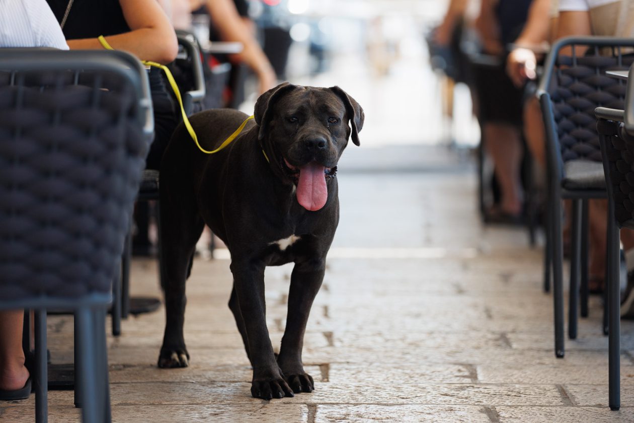 Đir po gradu, 11. kolovoza, 2025 (40)