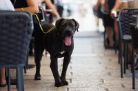 Đir po gradu, 11. kolovoza, 2025 (40)