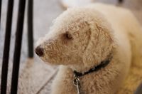 Đir po gradu, 15. rujna 2025 (24)