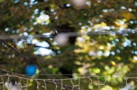 Đir po gradu, 22. rujna 2025 (30)