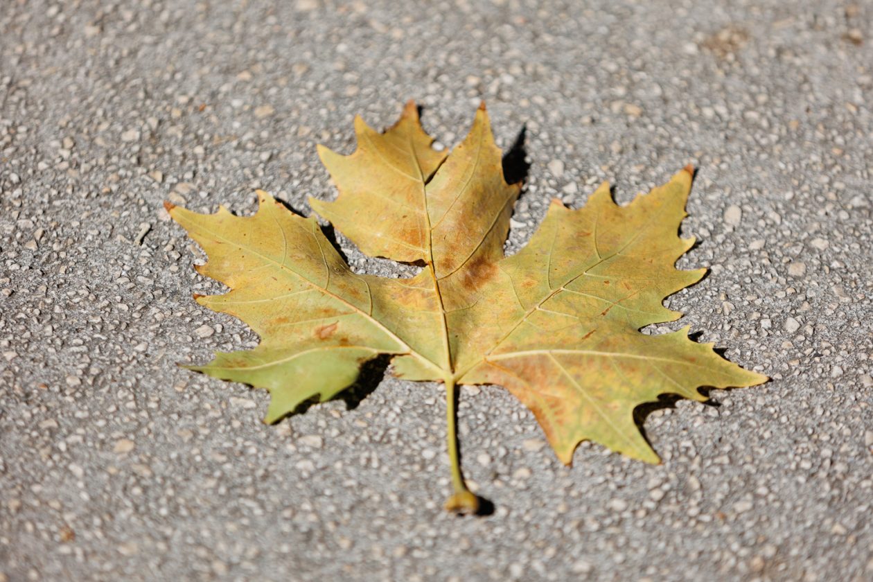 Đir po gradu, 22. rujna 2025 (49)