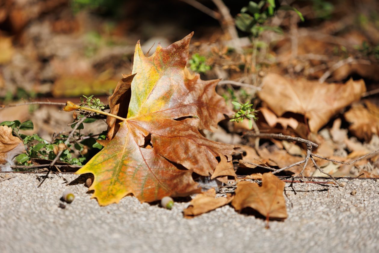 Đir po gradu, 22. rujna 2025 (50)