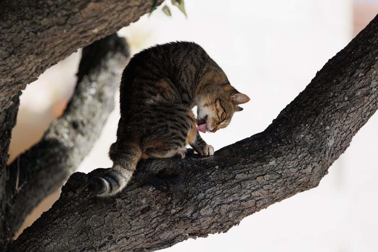 Đir po gradu, 29. rujna 2025 (29)