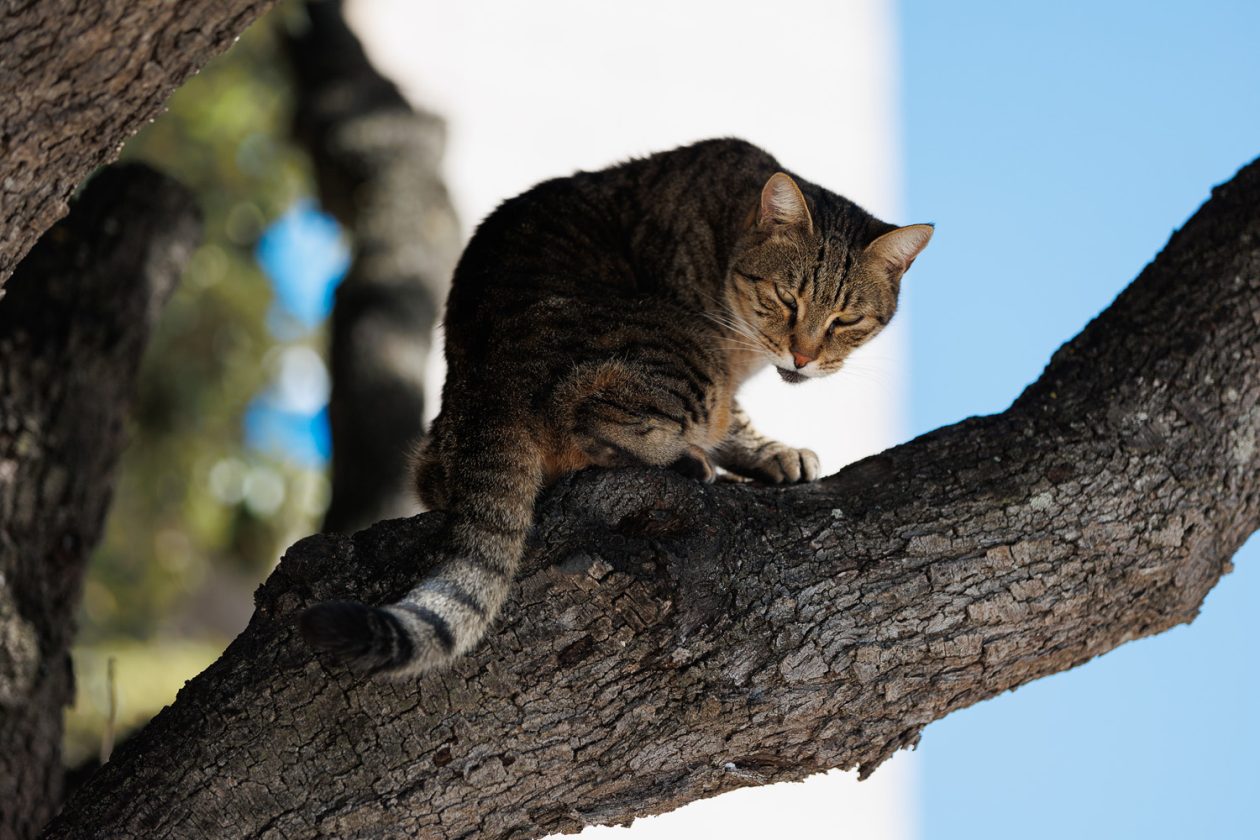 Đir po gradu, 29. rujna 2025 (30)