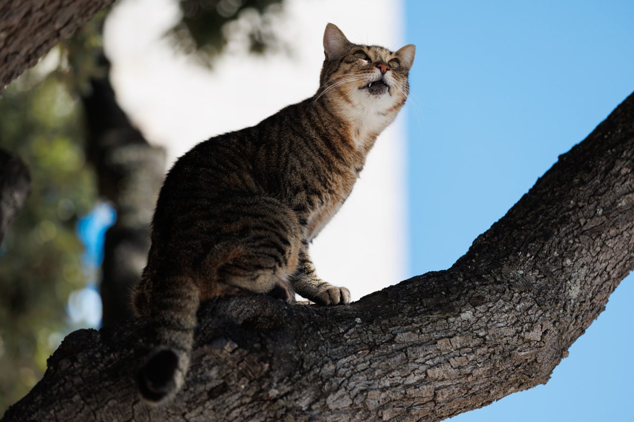 Đir po gradu, 29. rujna 2025 (31)