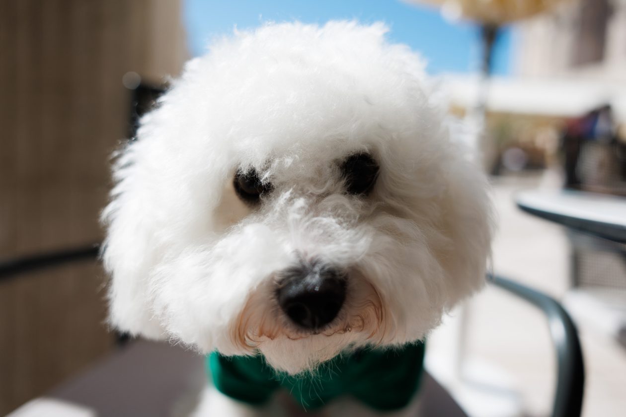 Đir po gradu, 29. rujna 2025 (49)