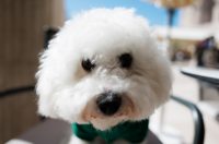 Đir po gradu, 29. rujna 2025 (49)