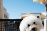 Đir po gradu, 29. rujna 2025 (50)