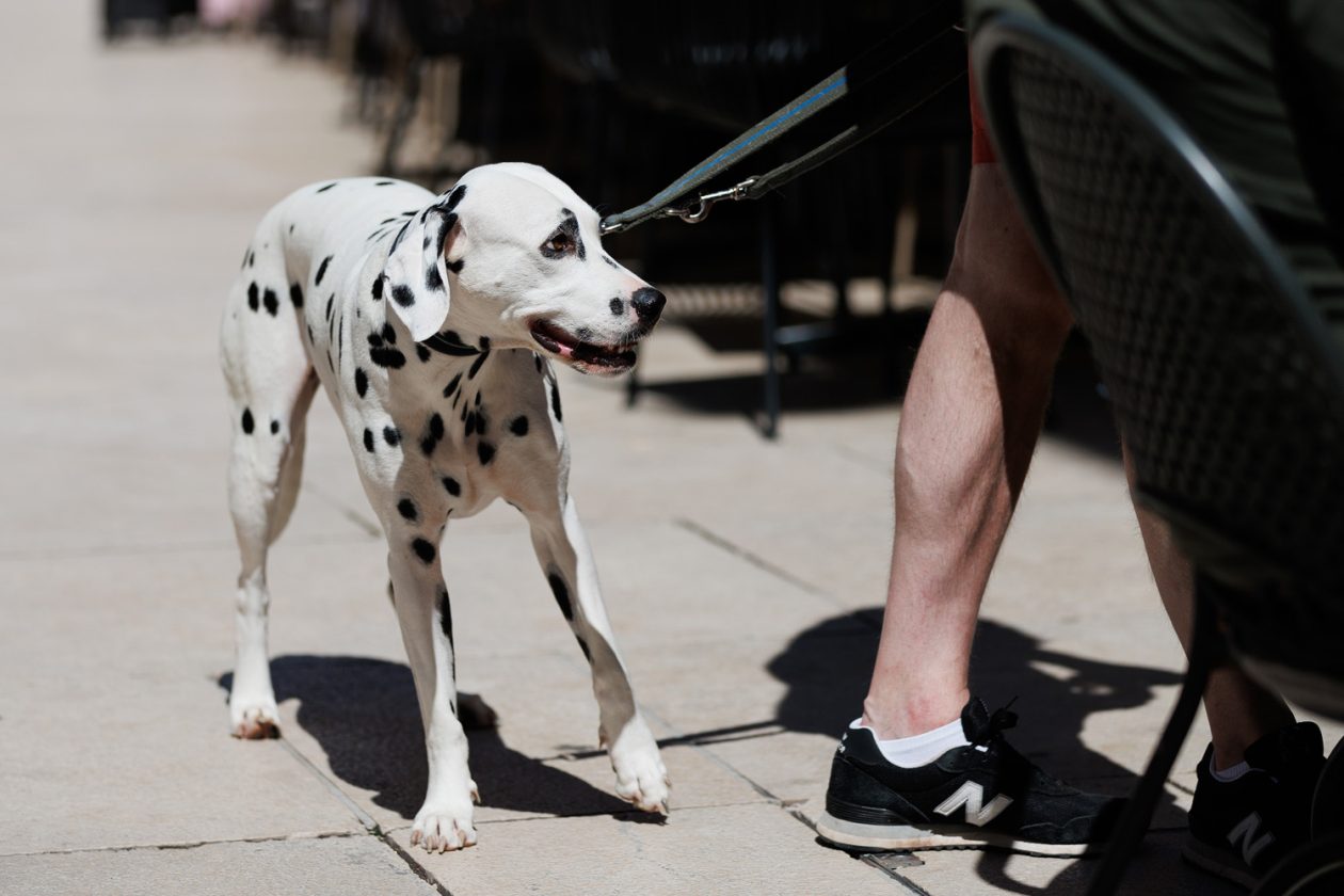 Đir po gradu, 4. kolovoza 2025 (10)