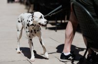 Đir po gradu, 4. kolovoza 2025 (10)