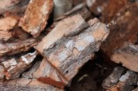 Đir po gradu, subotnja špica 24. 1 (22)