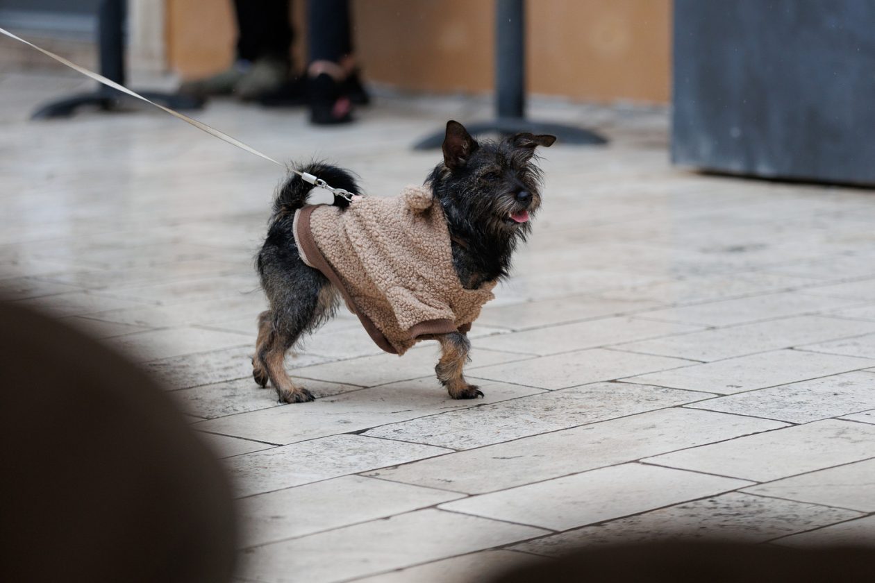 Đir po gradu, subotnja špica 24. 1 (33)