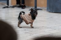 Đir po gradu, subotnja špica 24. 1 (33)