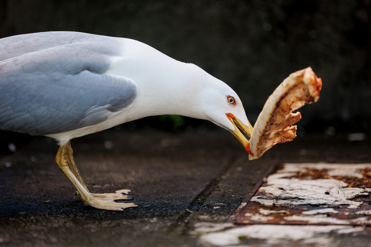 Đir po gradu, subotnja špica 7. 2. 2026 (11)