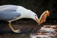 Đir po gradu, subotnja špica 7. 2. 2026 (11)