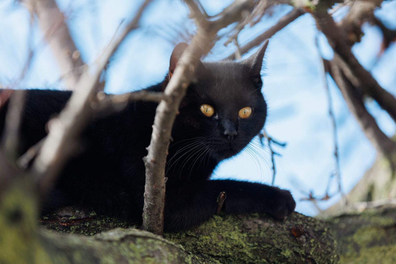 Đir po gradu, subotnja špica 7. 2. 2026 (29)