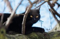 Đir po gradu, subotnja špica 7. 2. 2026 (29)