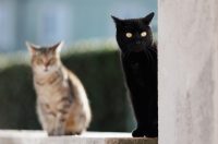 Đir po gradu, subotnja špica 7. 2. 2026 (34)