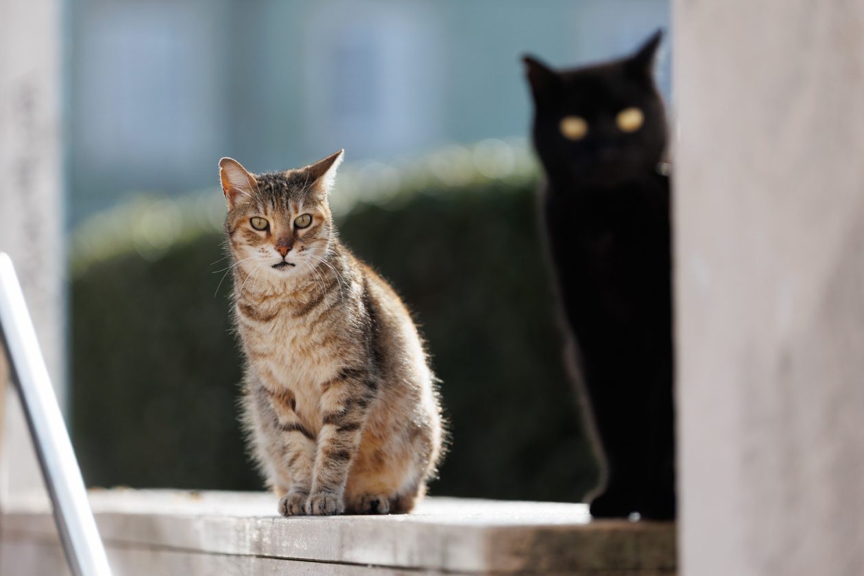 Đir po gradu, subotnja špica 7. 2. 2026 (35)