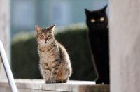 Đir po gradu, subotnja špica 7. 2. 2026 (35)