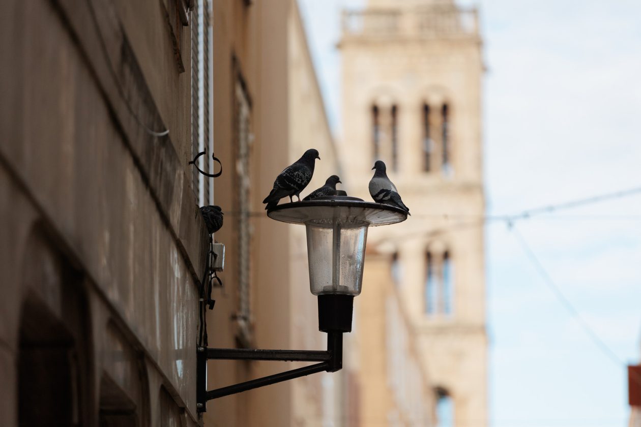 Đir po gradu, subotnja špica 7. 2. 2026 (52)