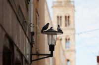 Đir po gradu, subotnja špica 7. 2. 2026 (52)