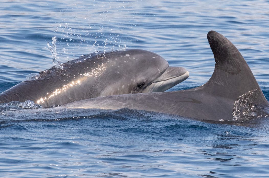 Dupin Vinko s mamom 2016 godine – Copyright – Institut Plavi svijet 2025