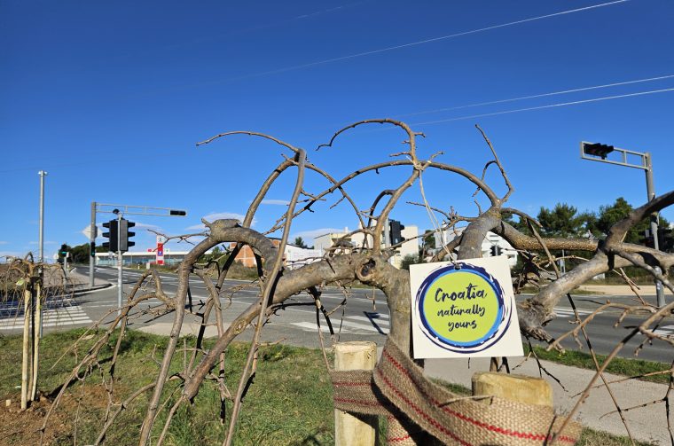 Foto sadnica, arhiva TZG Nina (1)