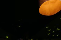 Disco fever A’mare Disco fever A’mare