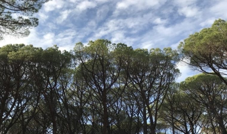 šuma borovi musapstan