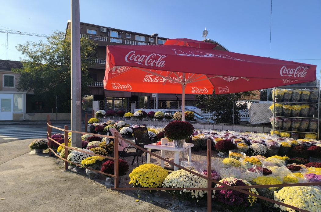 krizanteme cvijeće sisvete svi sveti krizanteme cvijeće sisvete svi sveti