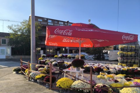 krizanteme cvijeće sisvete svi sveti