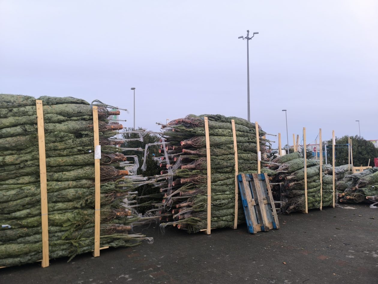 jelke, bor, borovi, bozicna drvca, bozicne jelke jelke, bor, borovi, bozicna drvca, bozicne jelke