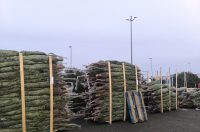 jelke, bor, borovi, bozicna drvca, bozicne jelke jelke, bor, borovi, bozicna drvca, bozicne jelke