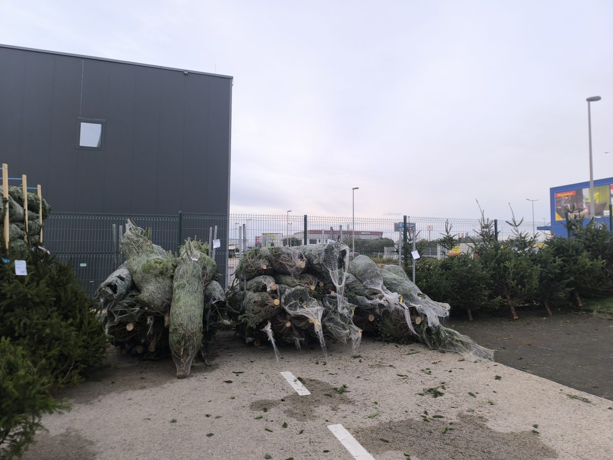 jelke, bor, borovi, bozicna drvca, bozicne jelke jelke, bor, borovi, bozicna drvca, bozicne jelke