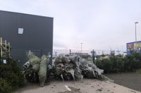 jelke, bor, borovi, bozicna drvca, bozicne jelke jelke, bor, borovi, bozicna drvca, bozicne jelke