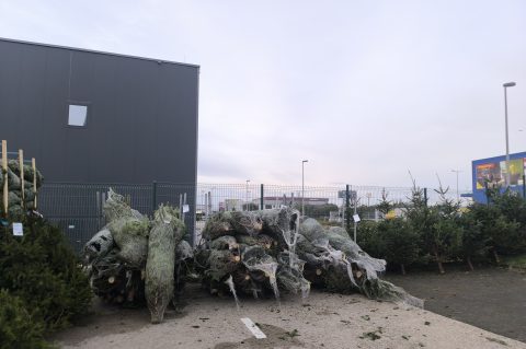 jelke, bor, borovi, bozicna drvca, bozicne jelke