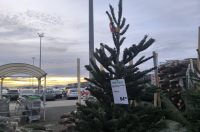 jelke, bor, borovi, bozicna drvca, bozicne jelke jelke, bor, borovi, bozicna drvca, bozicne jelke